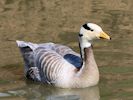 Bar-Headed Goose (WWT Slimbridge May 2013) - pic by Nigel Key